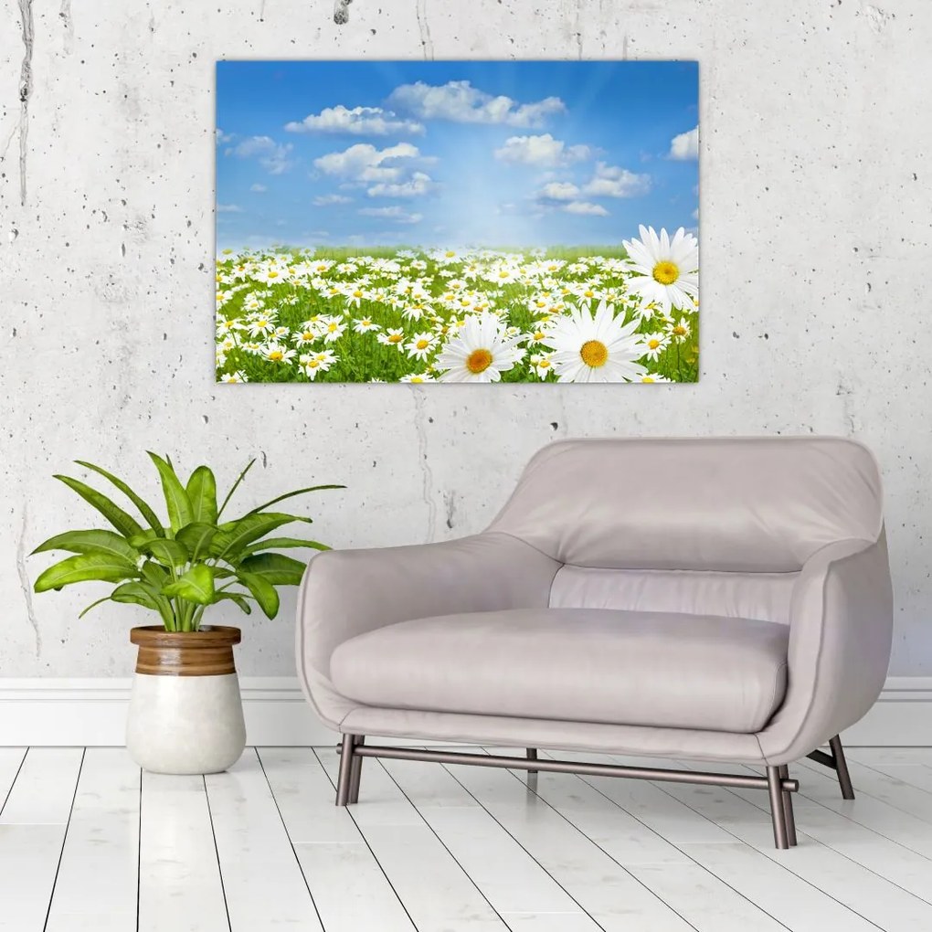 Tablou cu luncă înflorită cu margarete (90x60 cm)