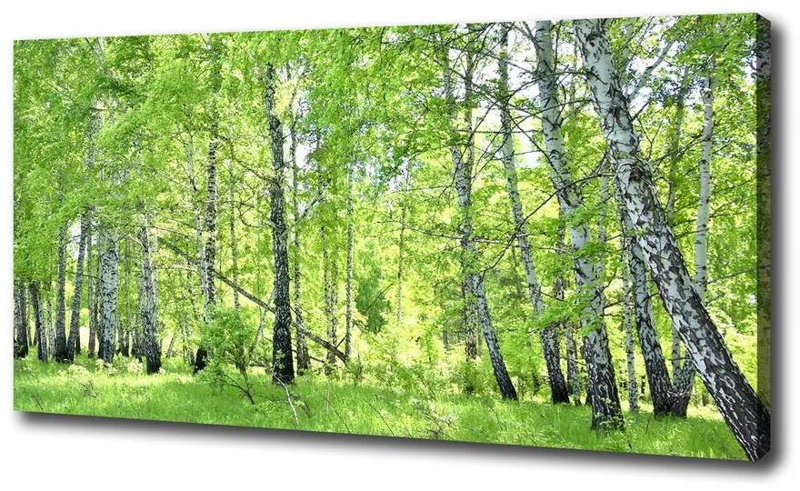 Imprimare tablou canvas Pădurea de mesteacăn