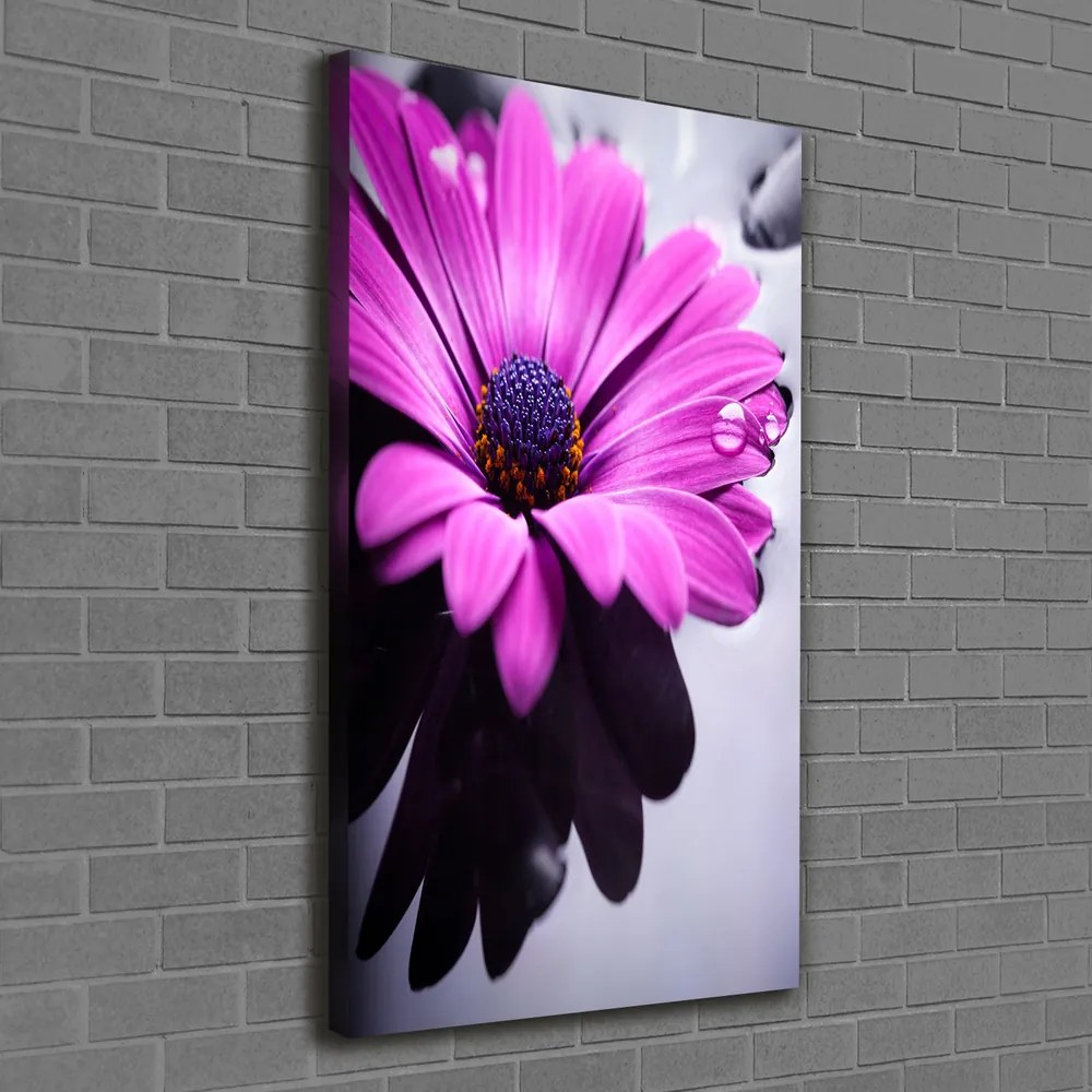 Imprimare tablou canvas Gerbera roz