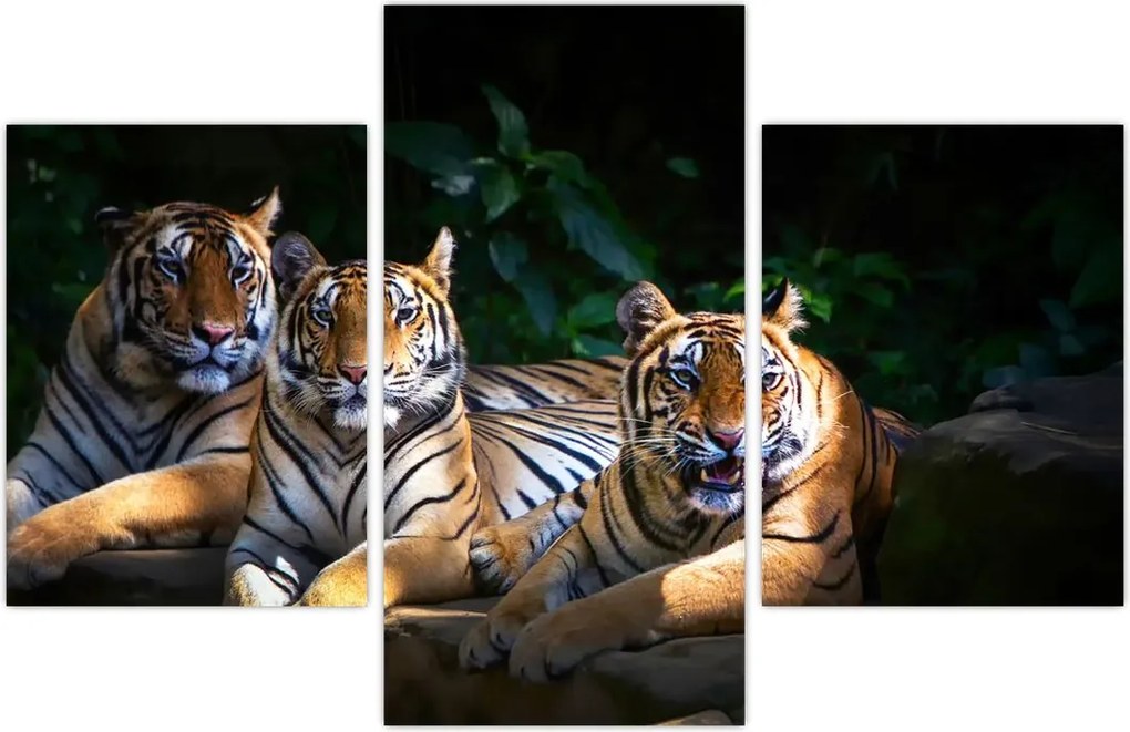 Tablou - Tigrii frați (90x60 cm)