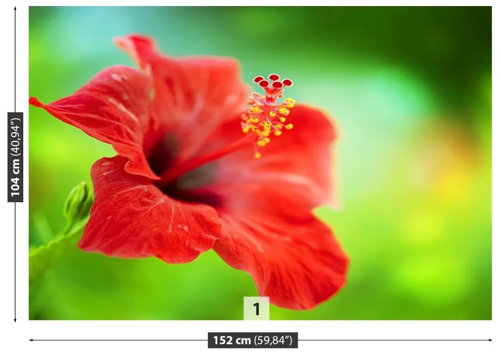 Fototapet Hibiscus roşu