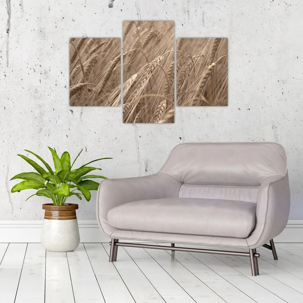 Tablou - Câmpul de aur (90x60 cm)