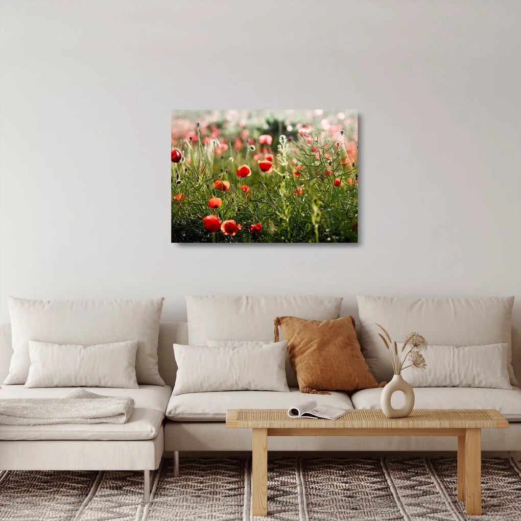 Tablou pe sticlă cu maci (70x50 cm)