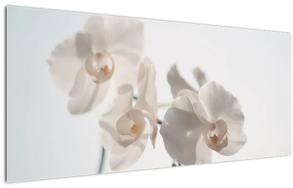 Tablou cu orhidee albă (120x50 cm)