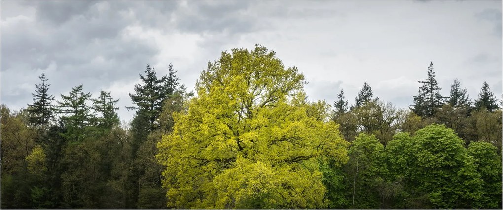 Tablou - Copac verde în câmp (120x50 cm)