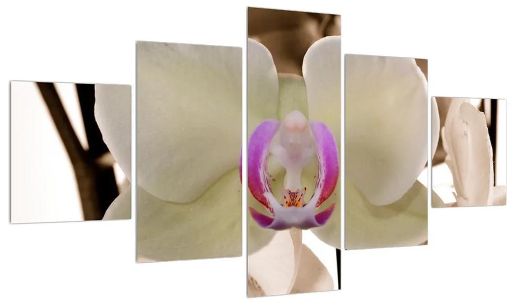 Tabllou cu orhidee (125x70 cm), în 40 de alte dimensiuni noi