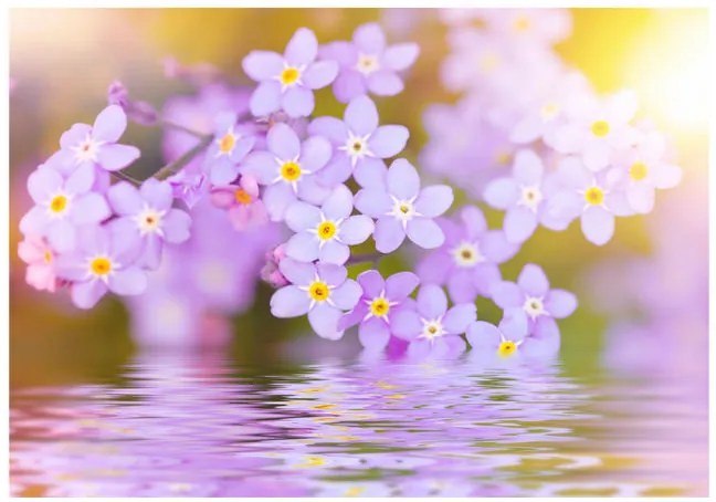 Fototapet -  Violet Petals In Bloom