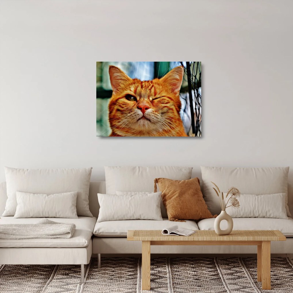 Tablou pe sticlă - Pisica suspicioasă (70x50 cm)
