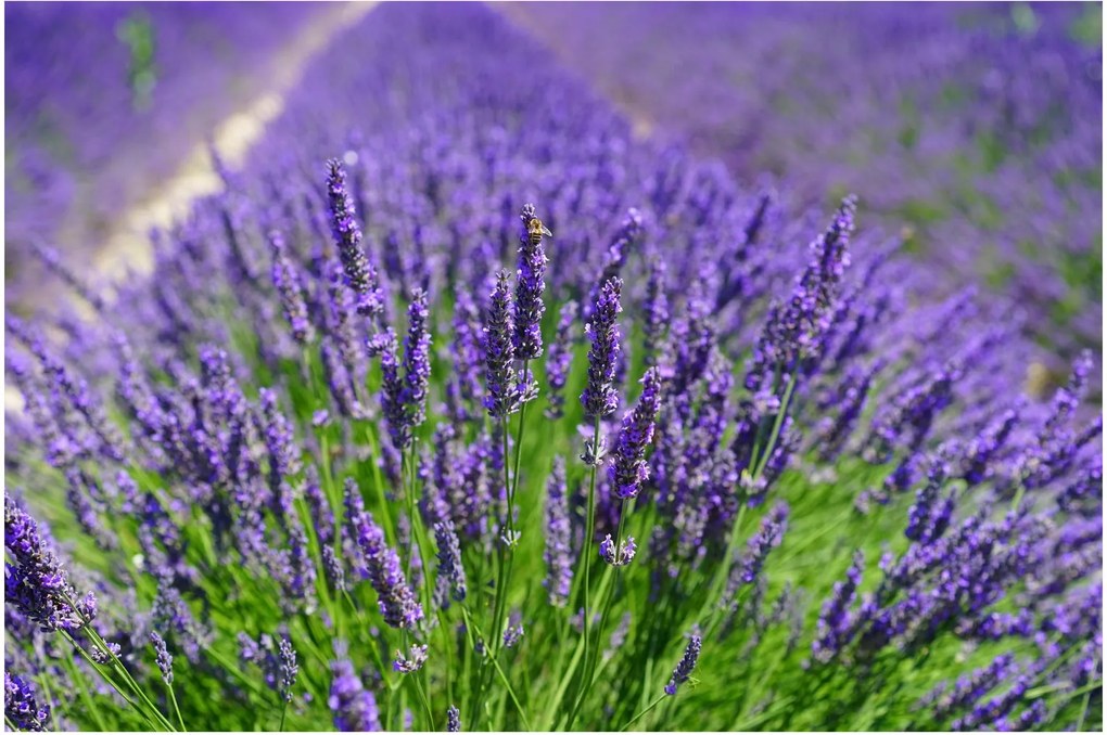 Tablou - lavanda (90x60 cm)