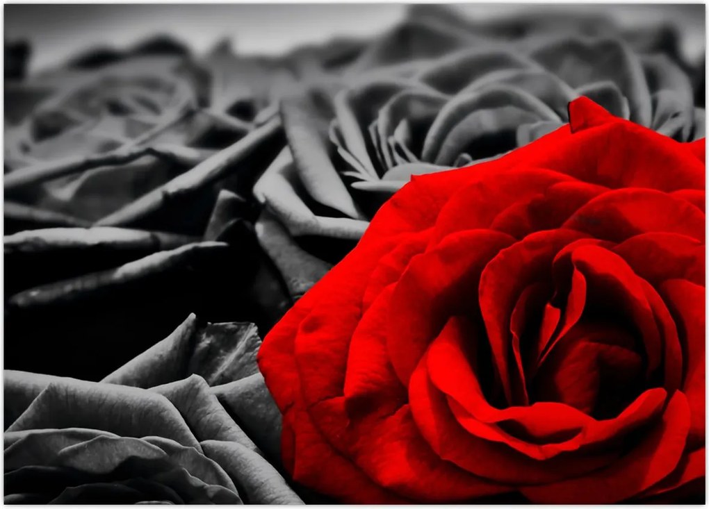 Tablou - Trandafir (70x50 cm)