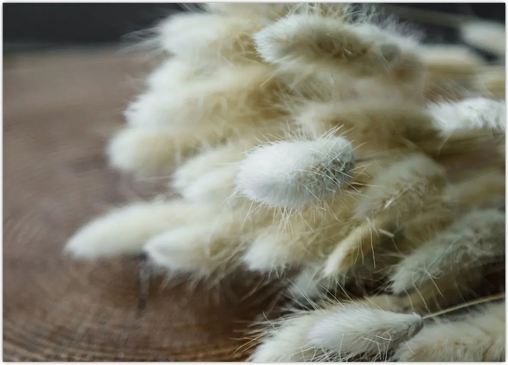 Tablou - Coadă de iepure (70x50 cm)