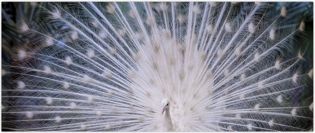 Tablou - Păun alb (120x50 cm)