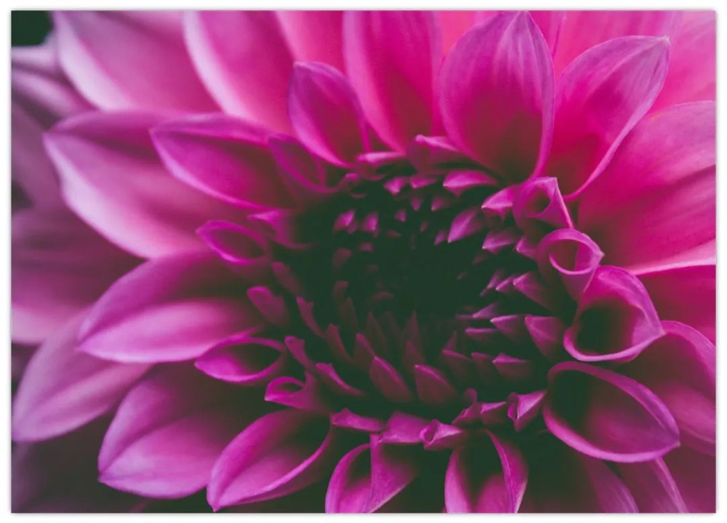 Tablou pe sticlă cu floarea roz (70x50 cm)