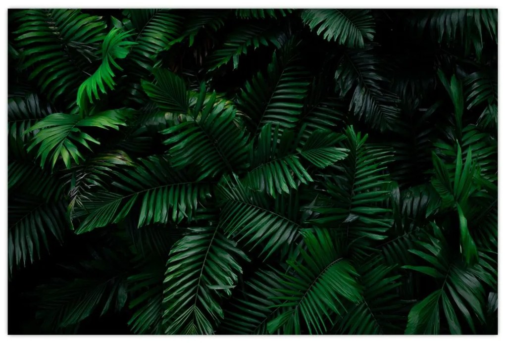 Tablou - Păpădii tropicale (90x60 cm)