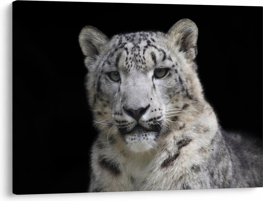 Tablou - Snow Leopard (70x50 cm)