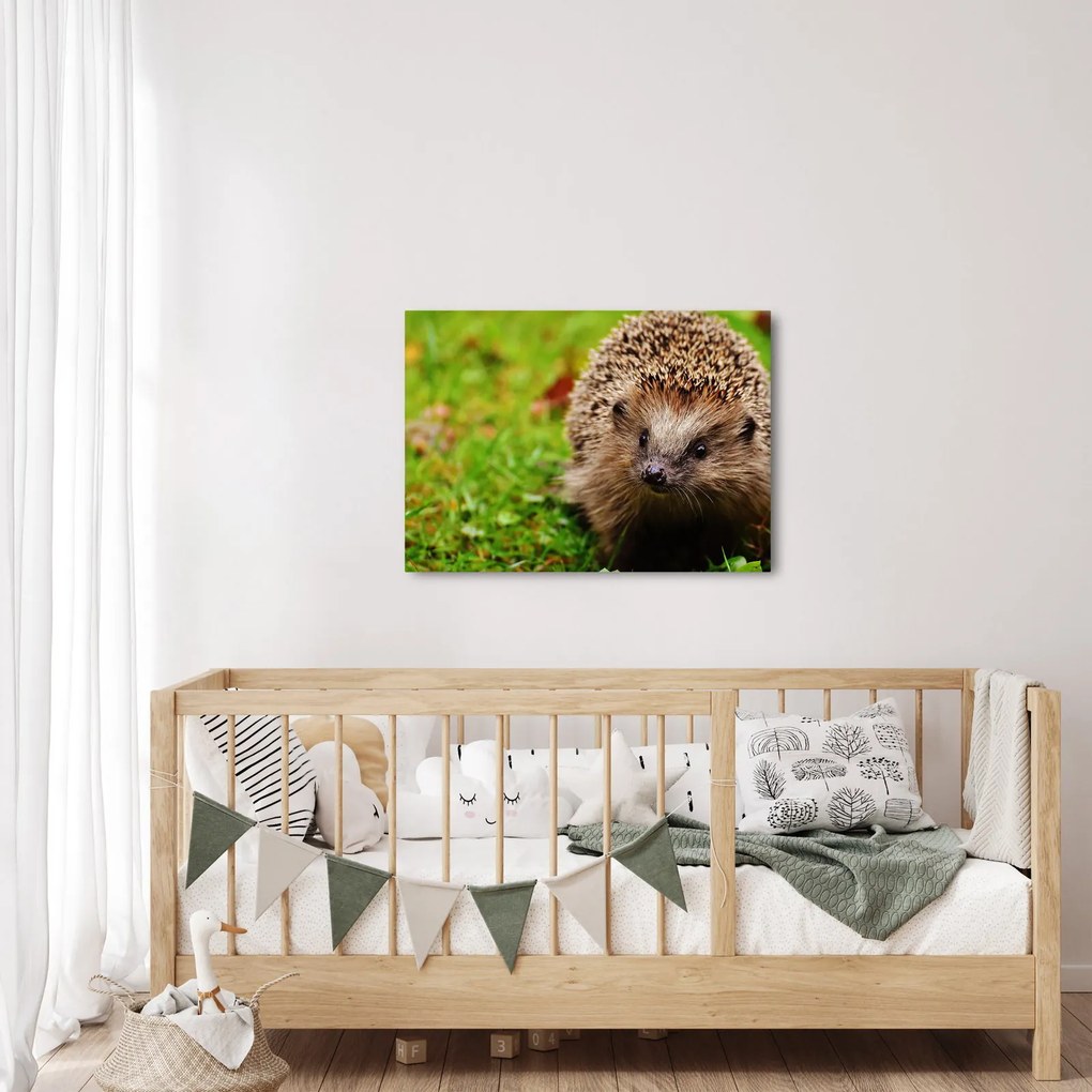 Tablou cu arici (70x50 cm)