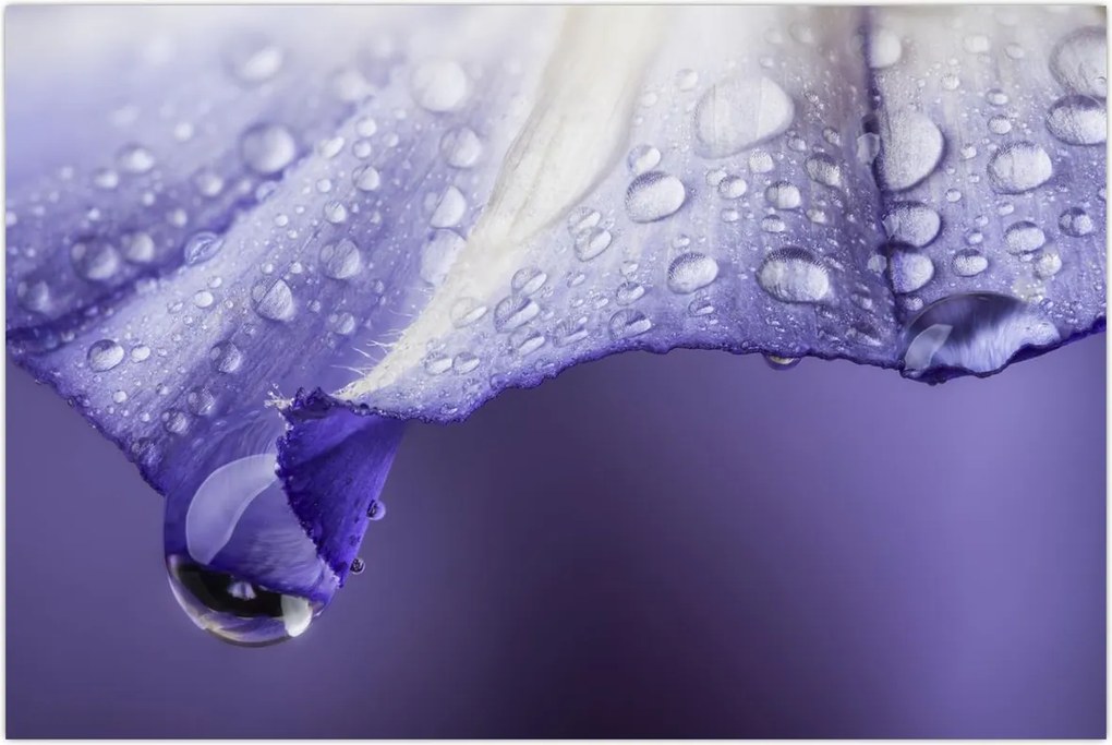 Tablou - Petală cu picături (90x60 cm)