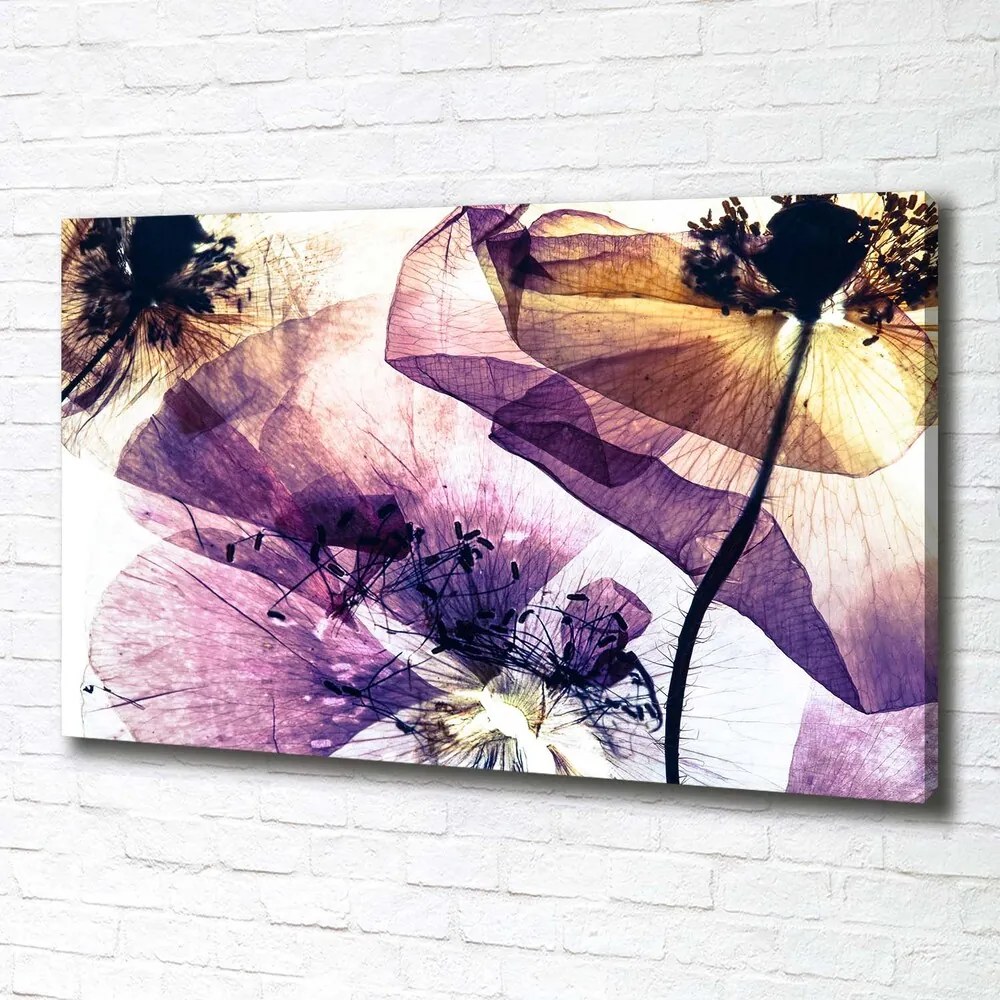 Tablou pe pânză canvas Maci uscate