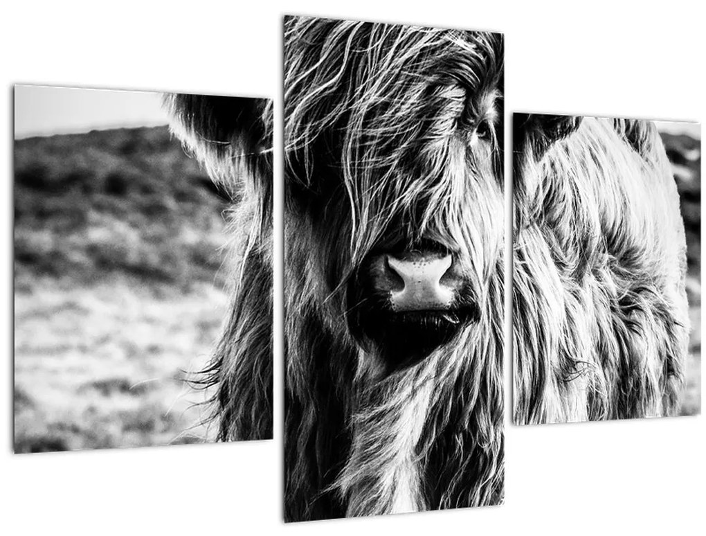 Tablou - Highland - vacă scoțiană (90x60 cm)