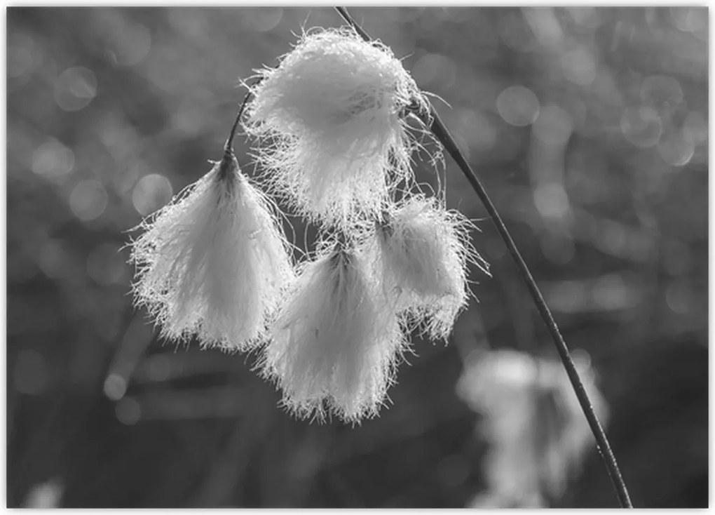 Tablou pe sticlă - Iarba de bumbac (70x50 cm)