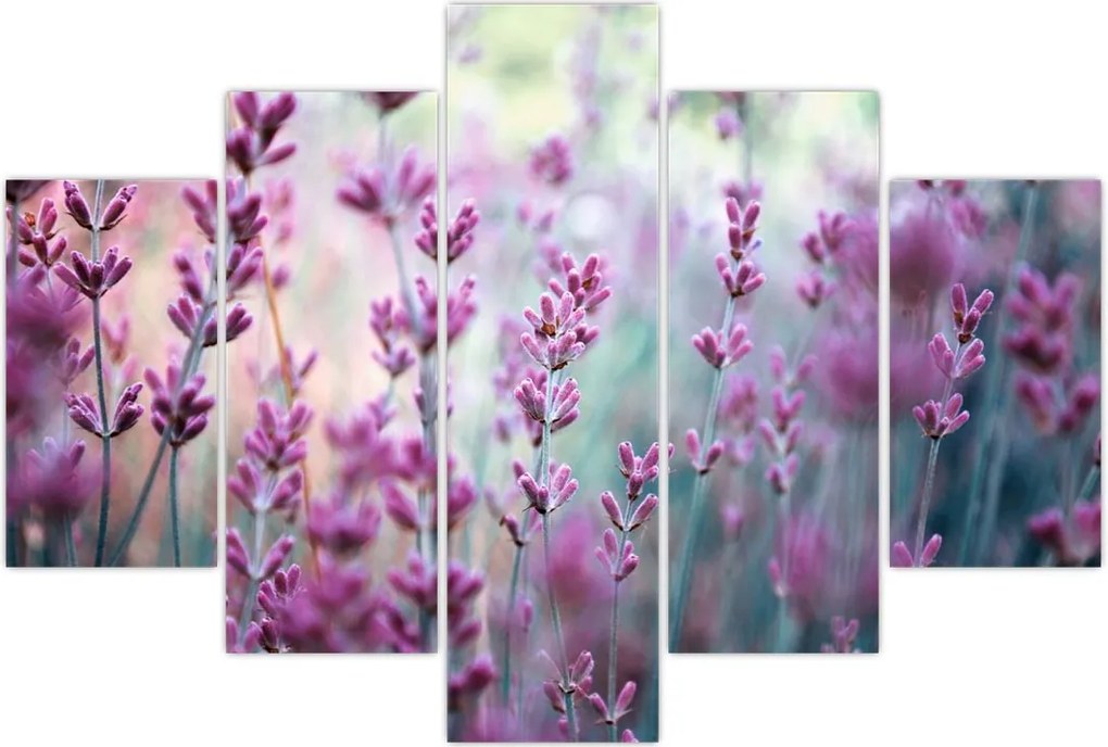 Tablou - Lavandă (150x105 cm)