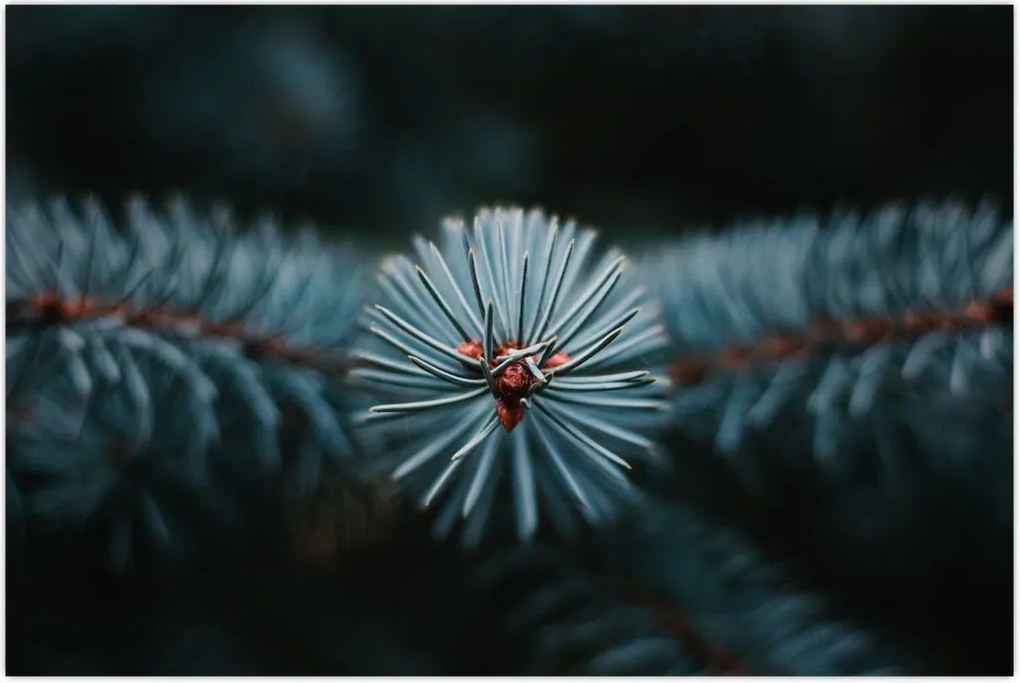 Tablou -Crenguțe ale unui conifer (90x60 cm)