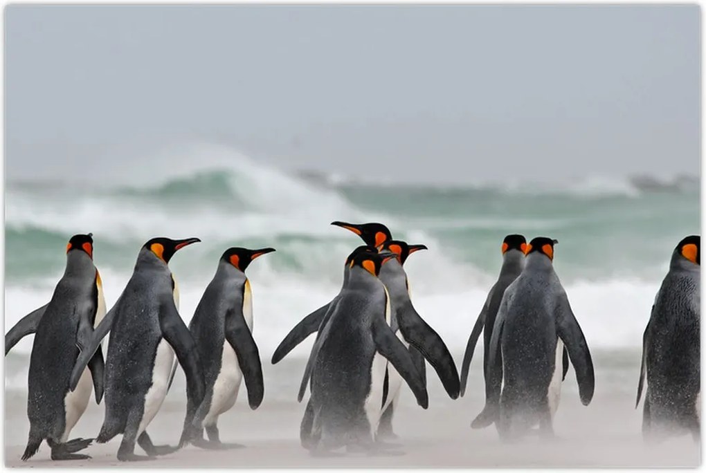 Tablou pinguini în ocean (90x60 cm)