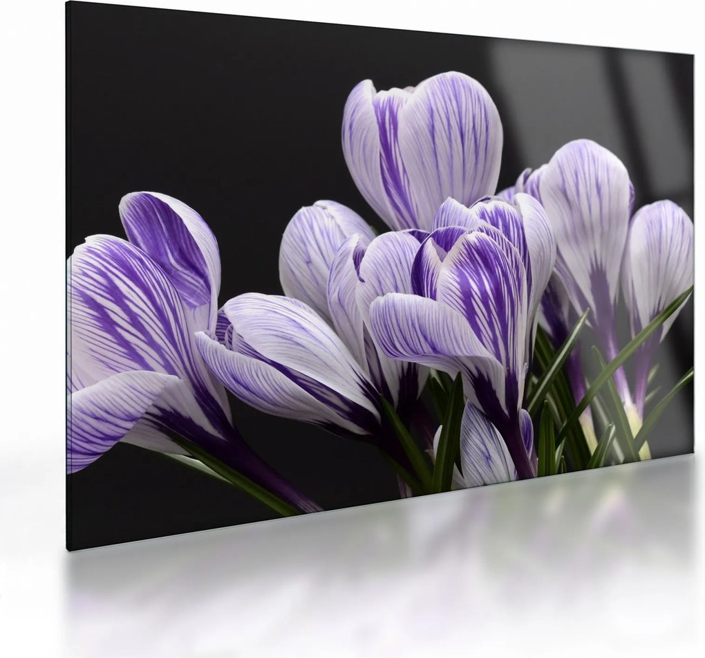 Tablou pe sticlă - Crocus violet (70x50 cm)