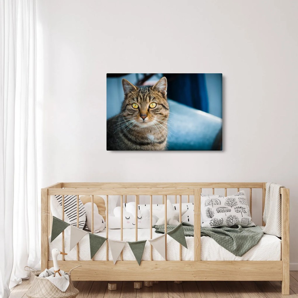 Tablou - Pisica domestică (90x60 cm)