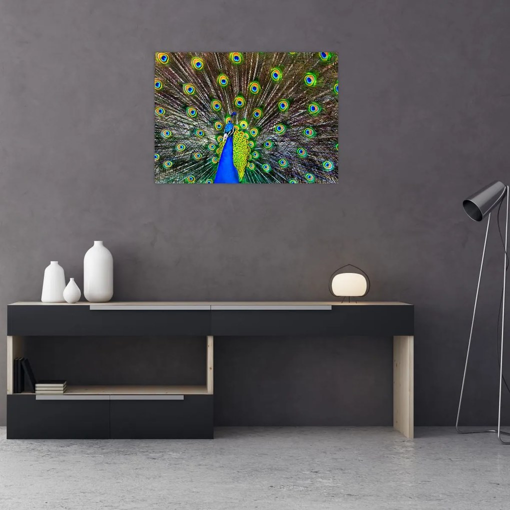 Tablou - Păun (70x50 cm)