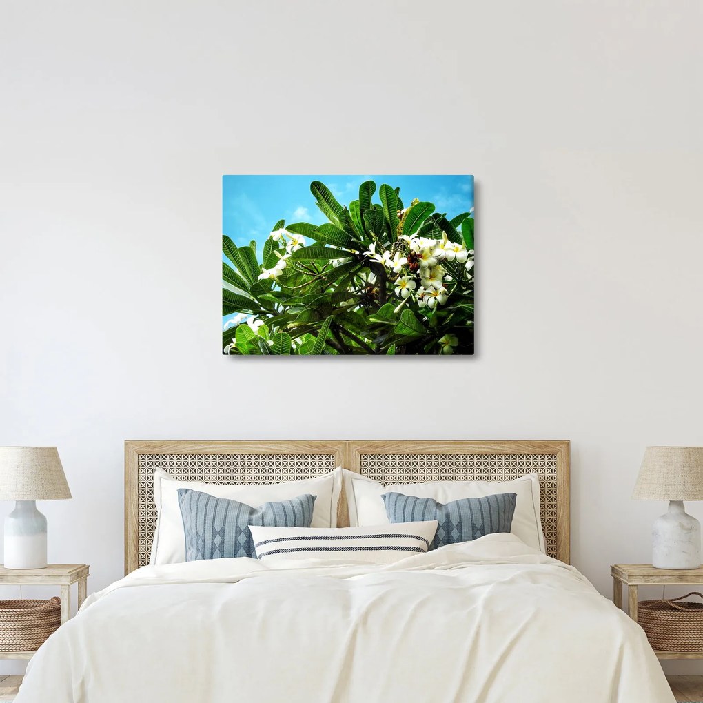 Tablou - Plumeria (70x50 cm)
