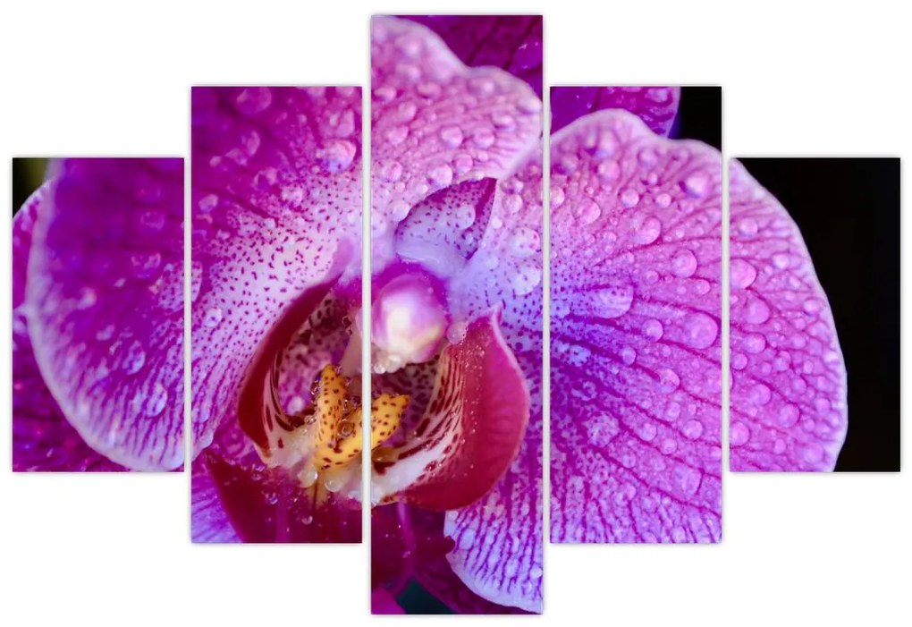 Tablou detailat cu floare de orhidee (150x105 cm)