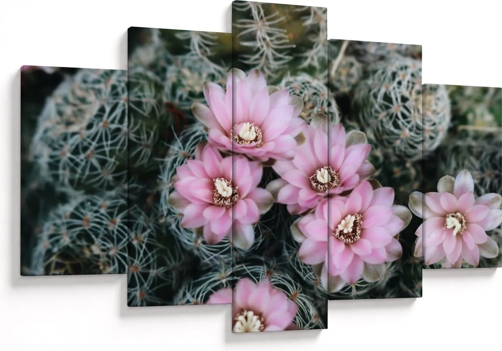 Tablou floare de cactus (150x105 cm)
