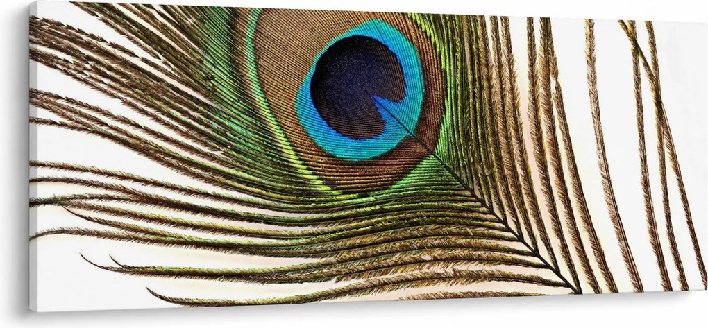 Tablou cu pene de păun (120x50 cm)