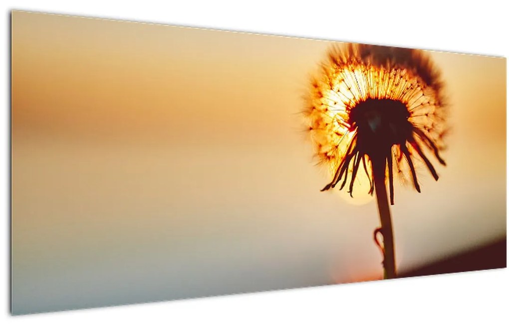 Tablou - Păpădie la apus de soare (120x50 cm)