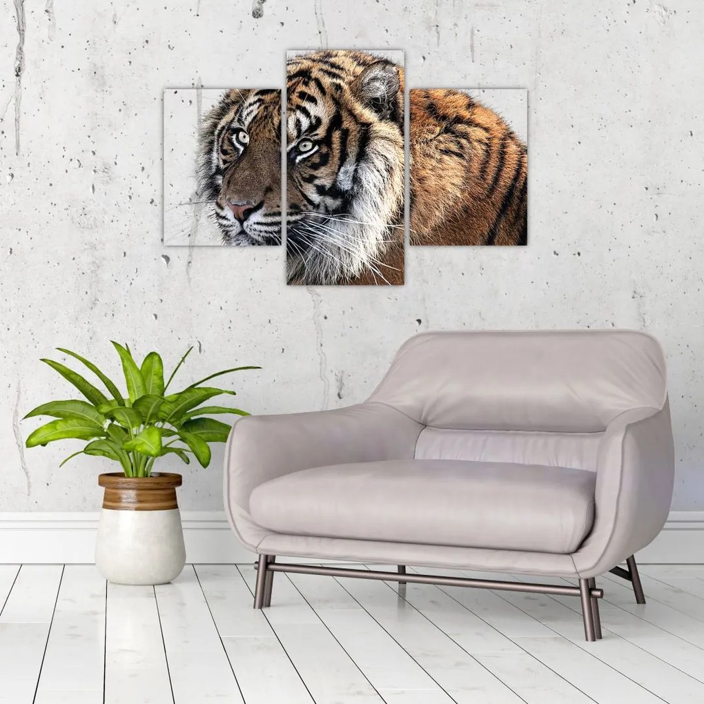 Tablou cu tigrul (90x60 cm)