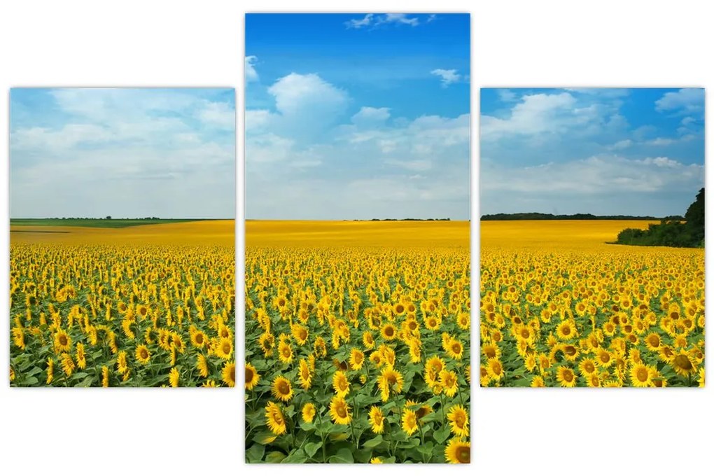 Tablou - câmp cu floarea soarelui (90x60 cm)