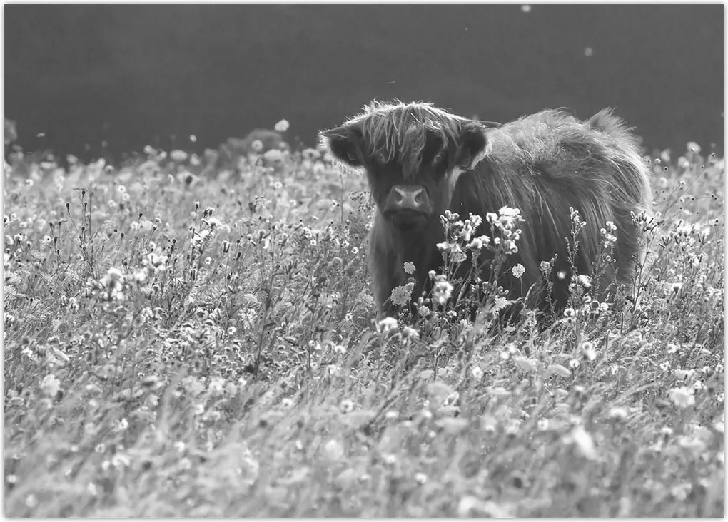 Tablou - Vacă scoțiană 5,alb-negru (70x50 cm)