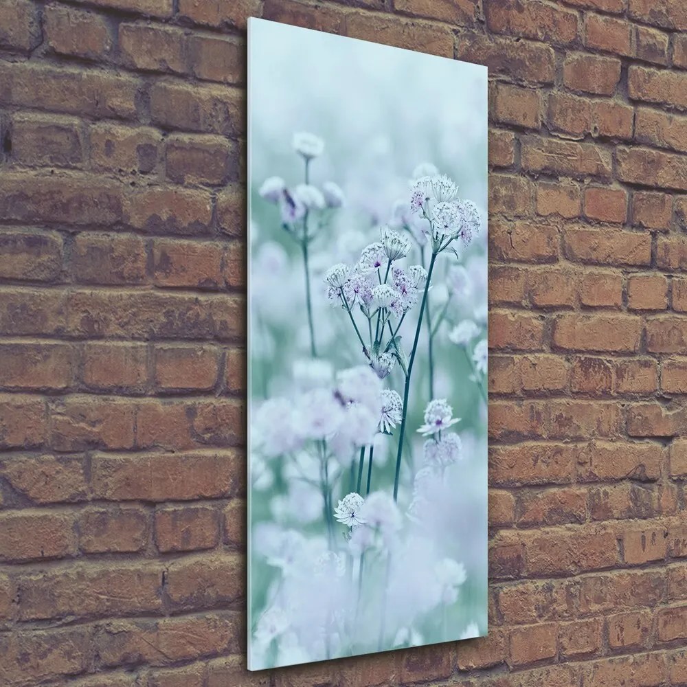 Tablou Printat Pe Sticlă Astrantia