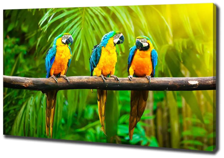 Imprimare tablou canvas Papagalii pe o ramură