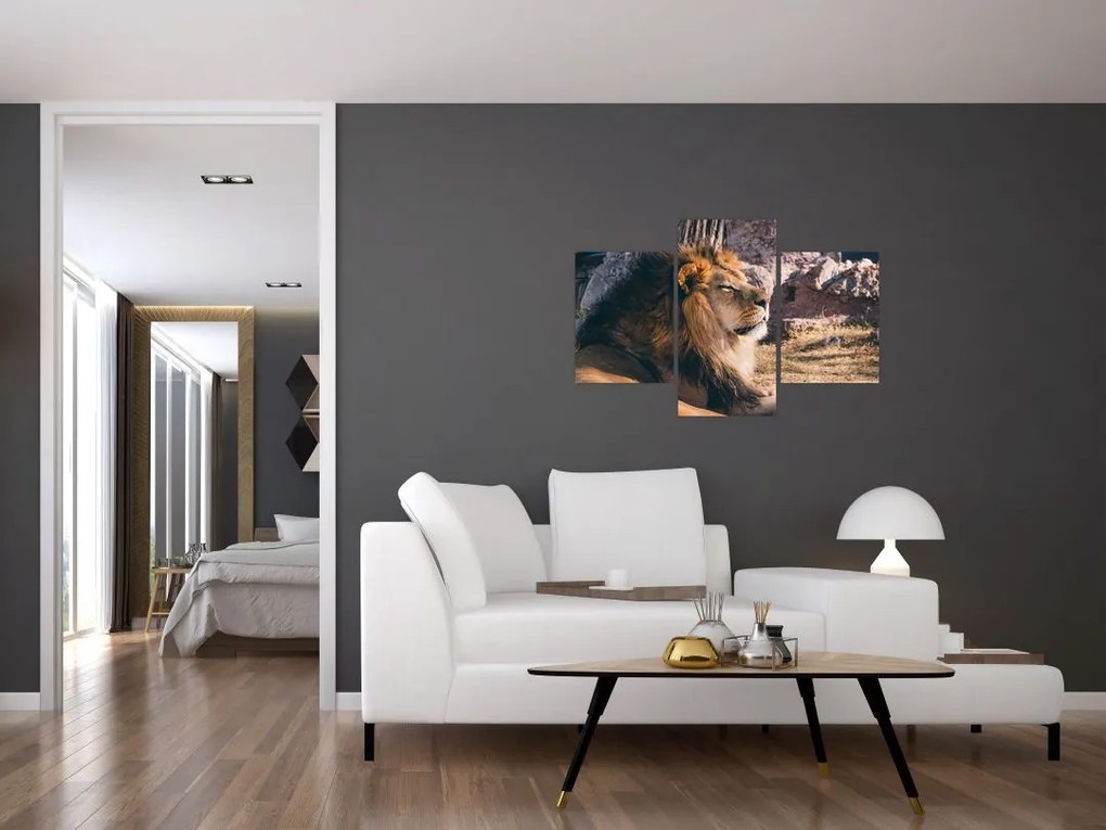 Tablou cu leul dormind (90x60 cm)