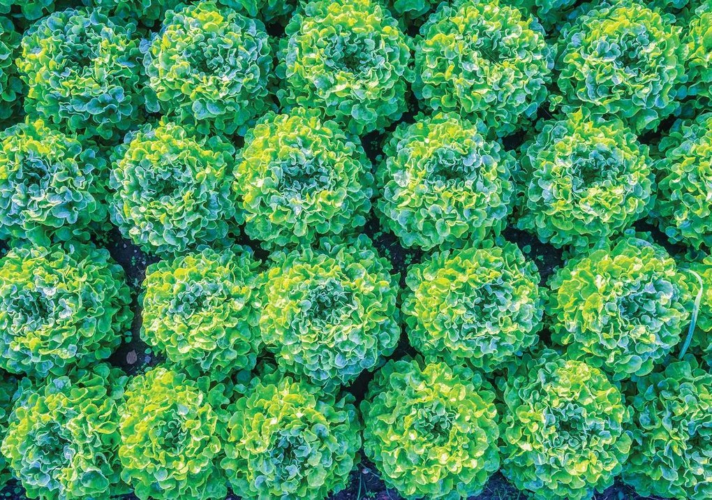 Fototapet - Salată (254x184 cm)