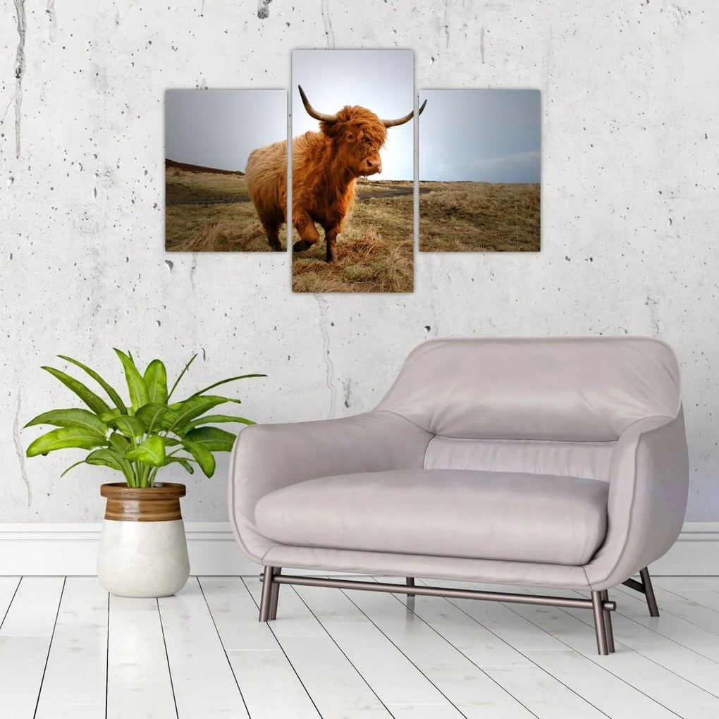Tablou - Vaci scoțiene (90x60 cm)