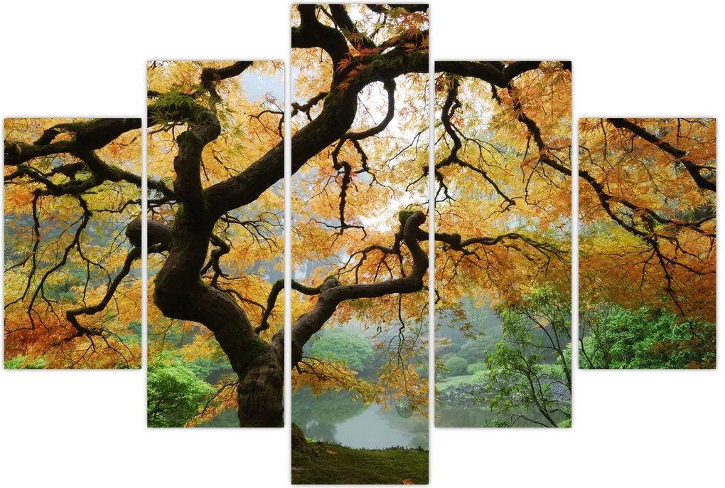 Tablou - Arțarul japonez galben, Portland, Oregon (150x105 cm)