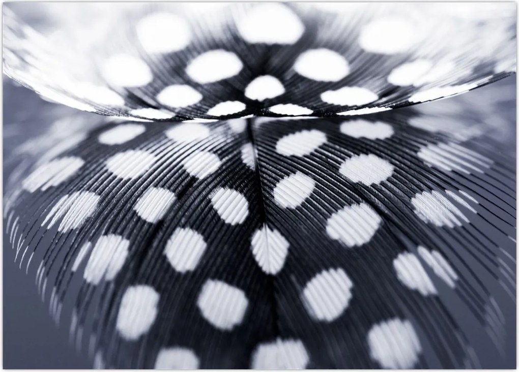 Tablou - Pană (70x50 cm)