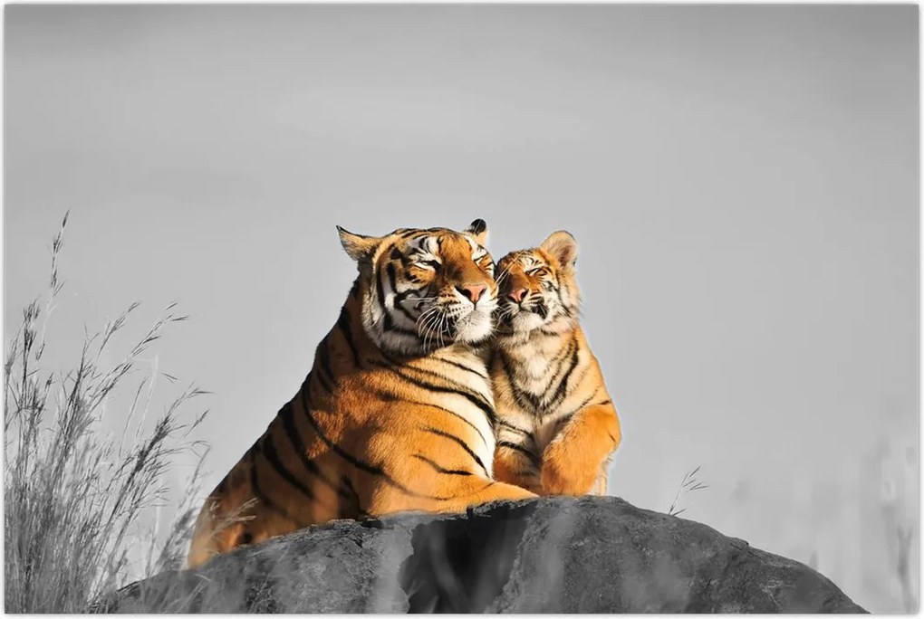 Tablou - Tigroaica cu pui, versiunea alb-negru (90x60 cm)