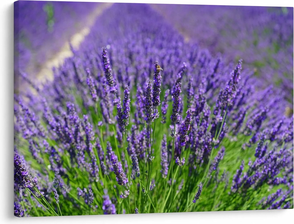 Tablou - lavanda (70x50 cm)