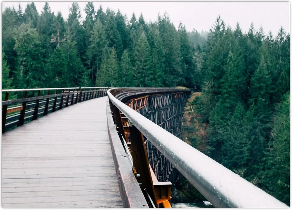 Tablou - Pod spre vârfurile copacilor (70x50 cm)