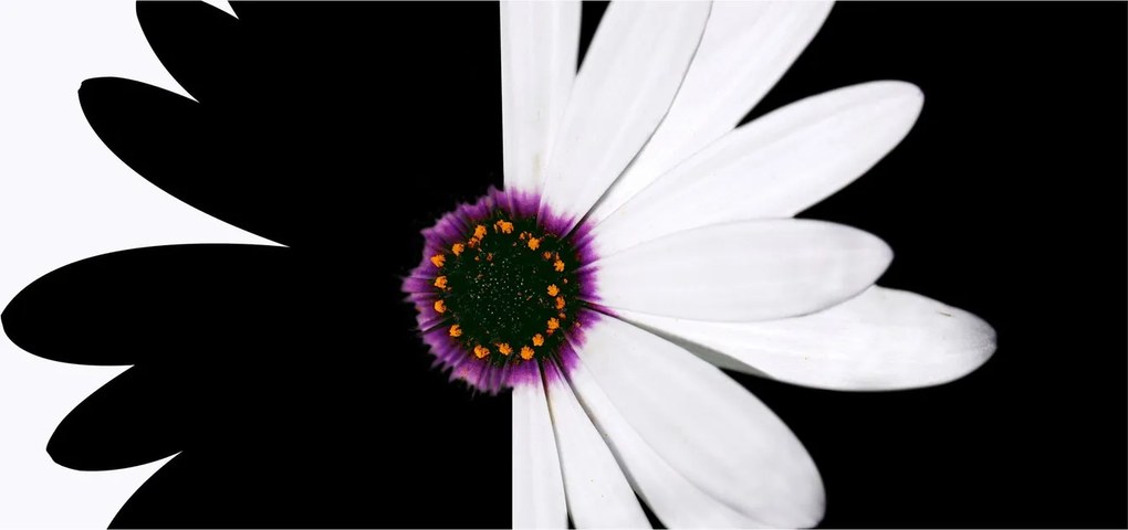 Tablou - Floare, alb- negru (120x50 cm)