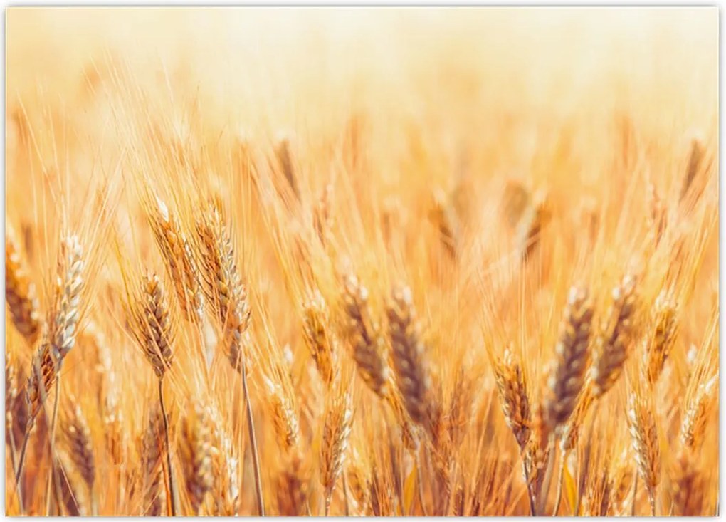Tablou - câmp cu grâne (70x50 cm)